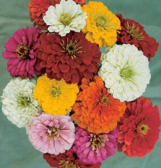 Zinnias State Fair Mix