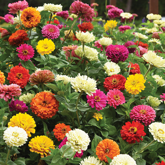 Zinnias State Fair Mix