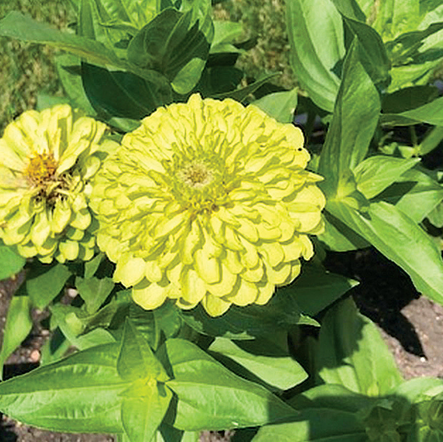 Zinnia Green Envy - A625A