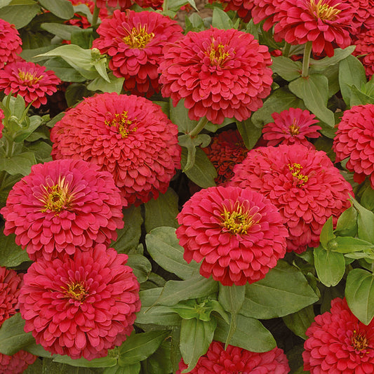 Zinnia Magellan Coral