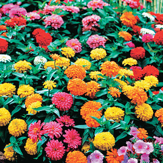 Zinnias Magellan Mix