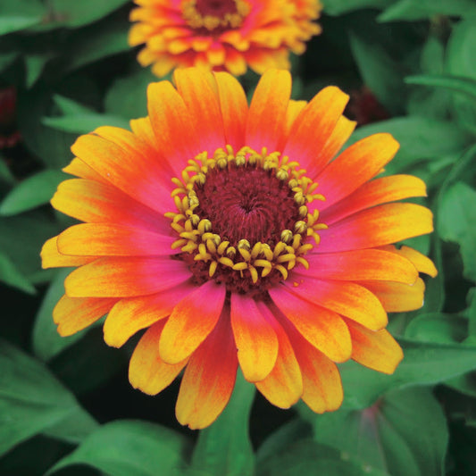 Zinnia Zowie Yellow Flame