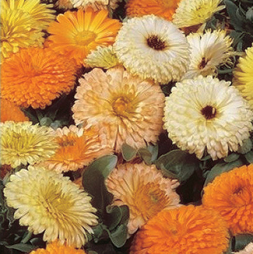 Calendula New Bon Bon Mix - A65A