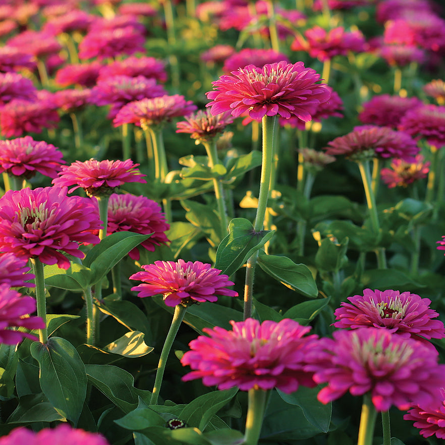 Zinnia Uproar Rose - A660A