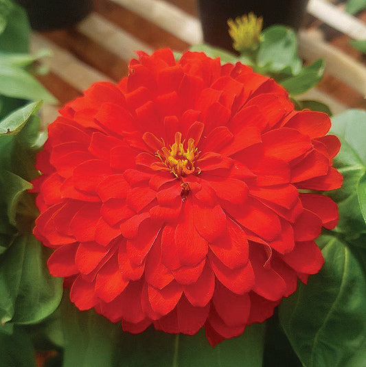 Zinnia Holi Scarlet