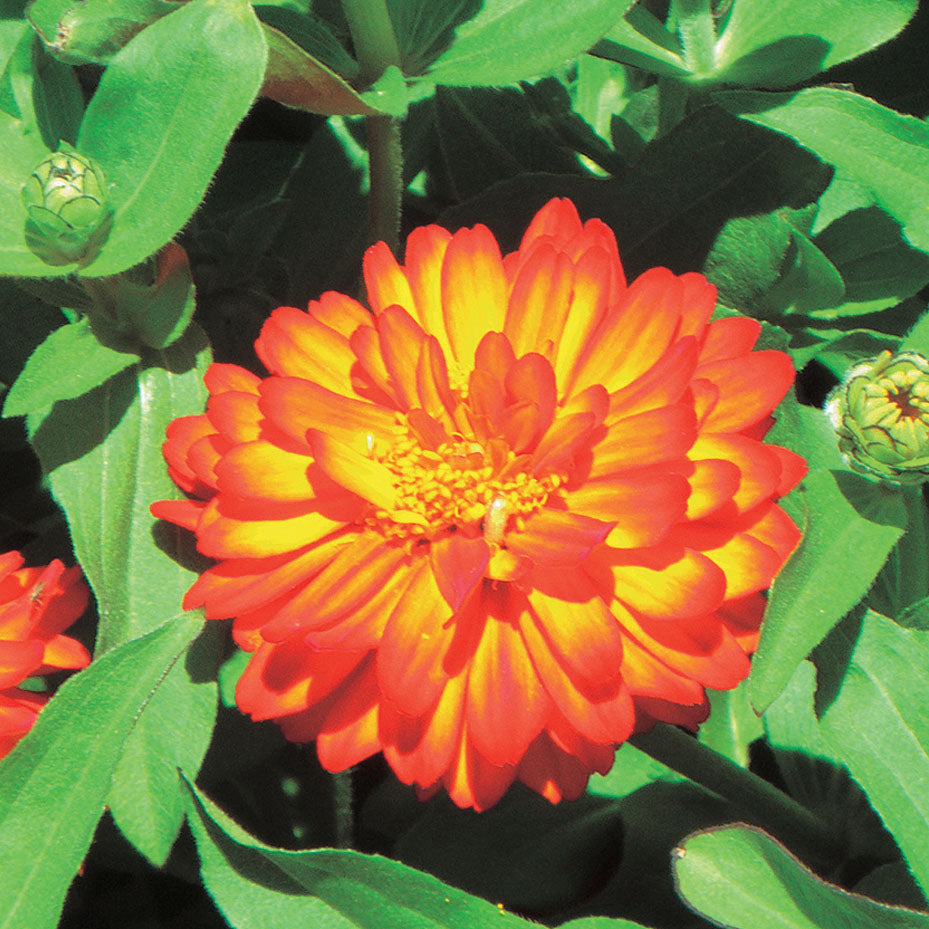 Zinnia Double Zahara Fire - A672A