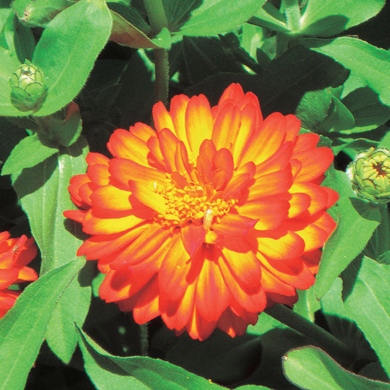 Zinnia Double Zahara Fire - A672A