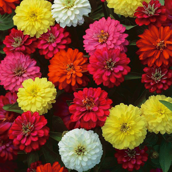 Zinnia Double Zahara Mix - A674A