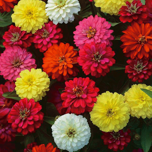 Zinnia Double Zahara Mix