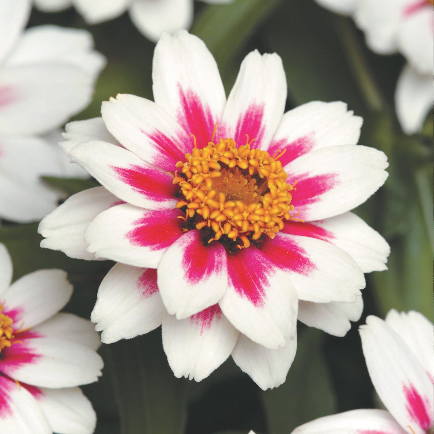 Zinnia Zahara Starlight Rose - A675A