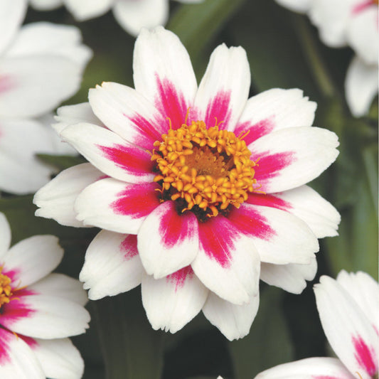 Zinnia Zahara Starlight Rose