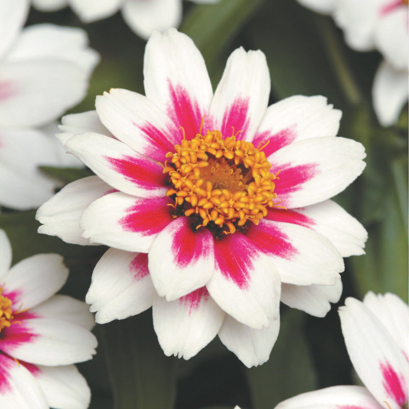 Zinnia Zahara Starlight Rose - A675A
