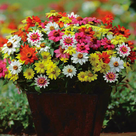 Zinnia Zahara Mix