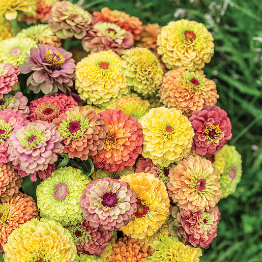 Zinnia Queeny Formula Mix