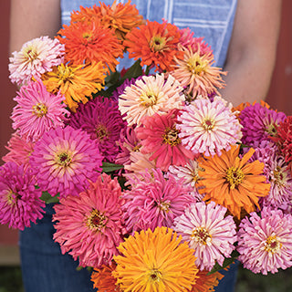 Zinnia Cactus Flower