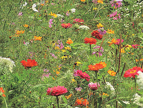 Bee Feed Mix - A7A