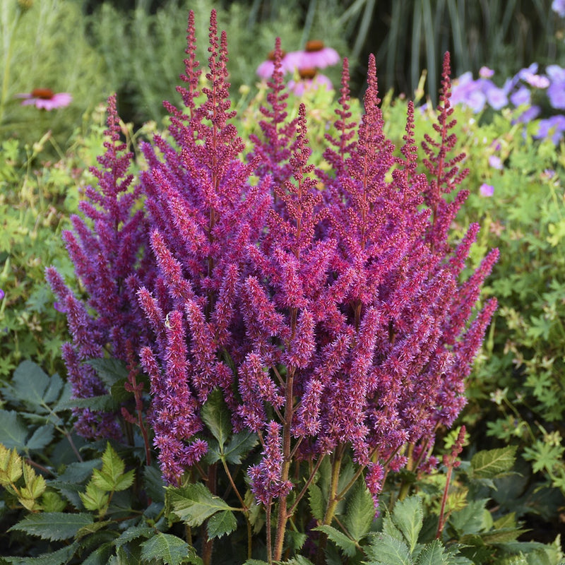 Astilbe Visions - 7092A