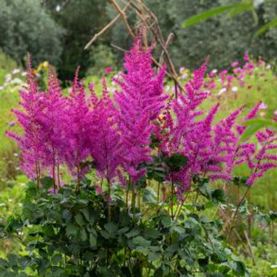 Astilbe Mighty Max