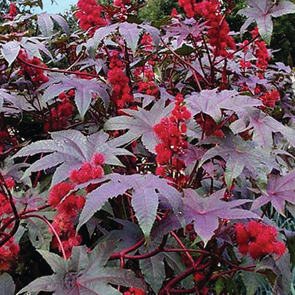 Castor Bean Red - B110A