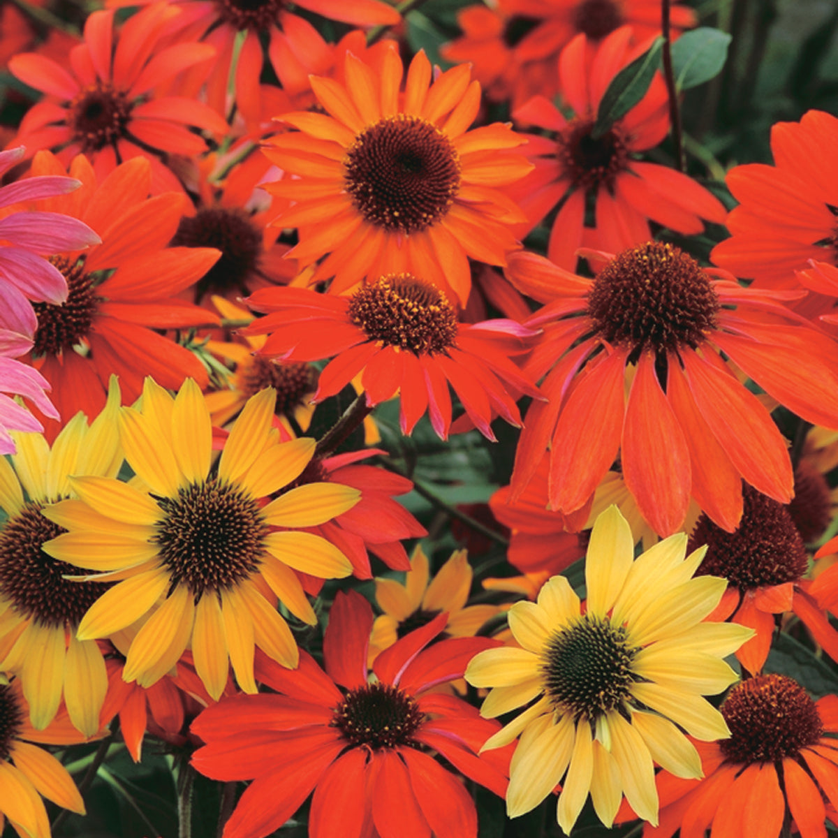 Echinacea Cheyenne Spirit - B113A