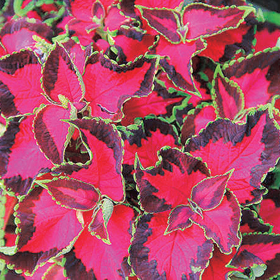 Coleus Choc Cvrd Cherries - B115A
