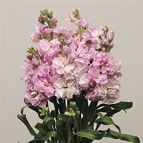 Stocks Katz Cherry Blossom - B117A