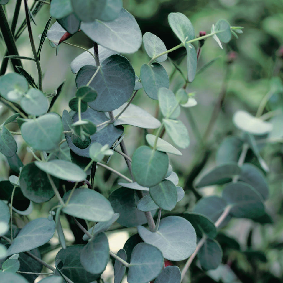 Eucalyptus Silver Drop - B118A