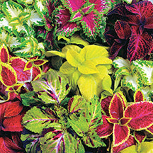Coleus Wizard Mix - B120A