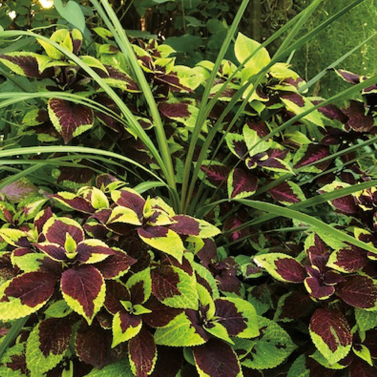 Coleus Pineapple Surprise - B124A
