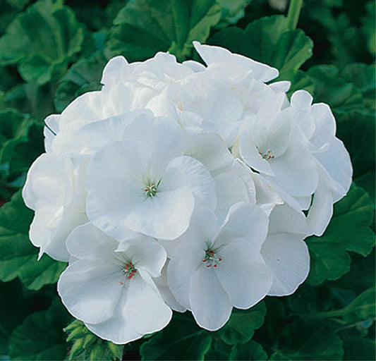 Geranium Maverick White - B131A