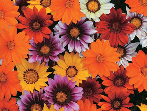 Gazania New Day Mix - B132A