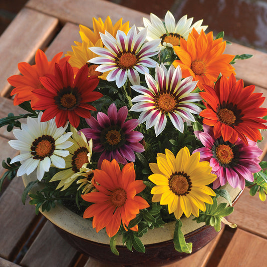 Gazania New Day Mix