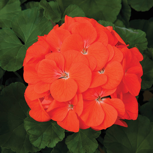 Géraniums Orange Maverick