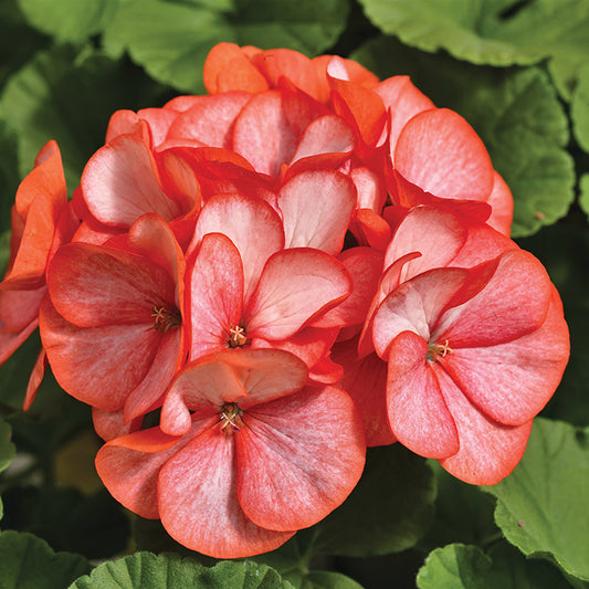 Géranium écarlate picotée