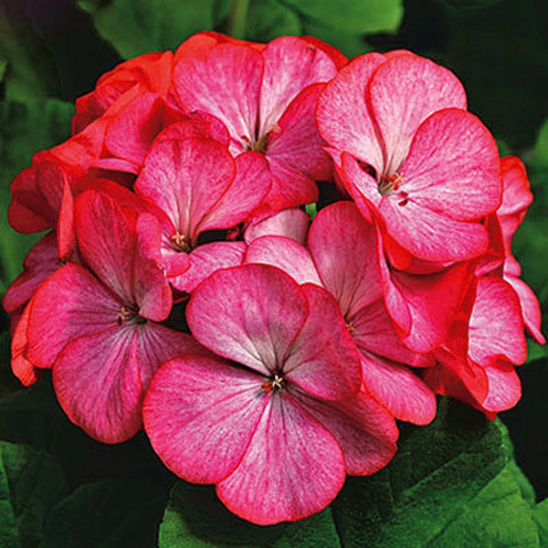 Geranium Scarlet Picotee - B136A
