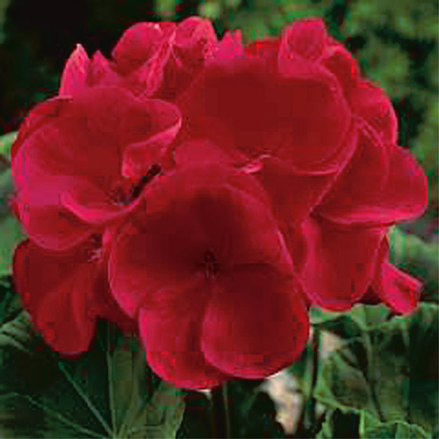 Geraniums New Maverick Series Red - B140A