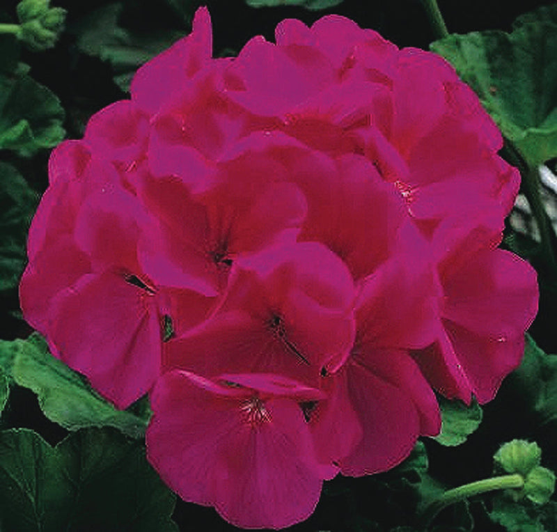 Geraniums New Maverick Series Violet