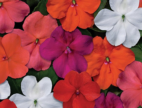 Impatiens Beacon Mix - B145A
