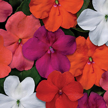 Impatiens Beacon Mix