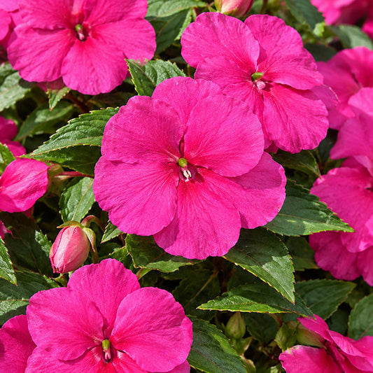 Impatiens SE Ruby