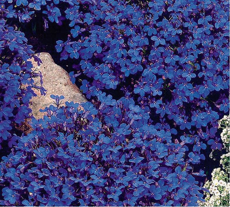 Lobelia Crystal Palace - B161A