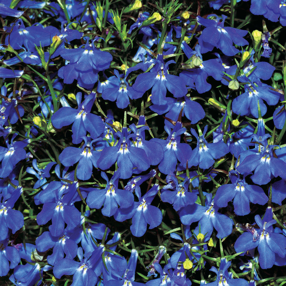 Lobelia Sapphire Trailing - B163A