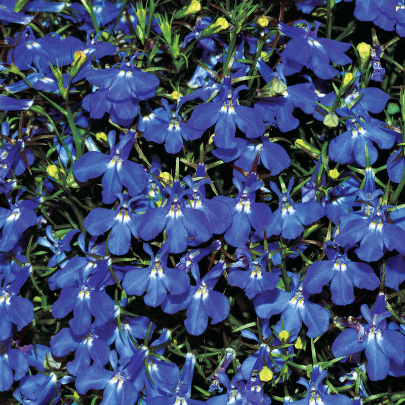Lobelia Sapphire Trailing - B163A