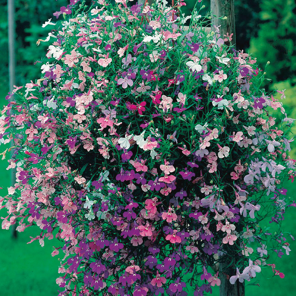 Lobelia Color Cascade Mix - B165A