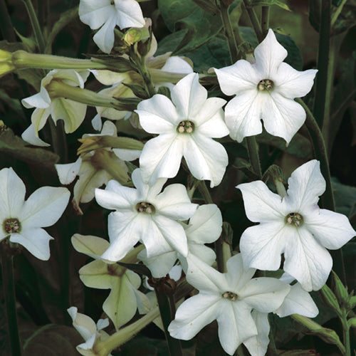 Nicotiana Old Fashioned Fragrance - B170A