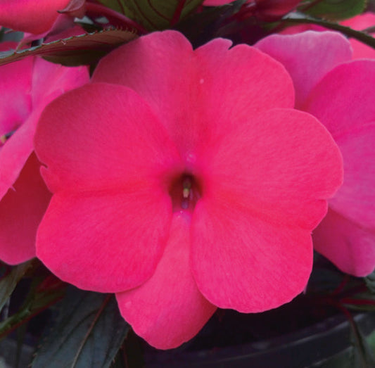 Impatiens Giant-Flowered Super Elfins Rose