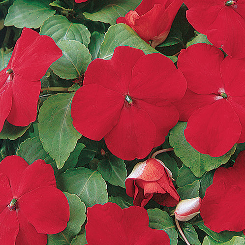 Impatiens Beacon Series Red