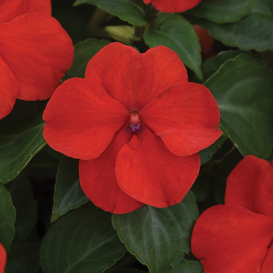 Impatiens Beacon Series Red