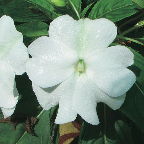 Impatiens Beacon Series White - B177A