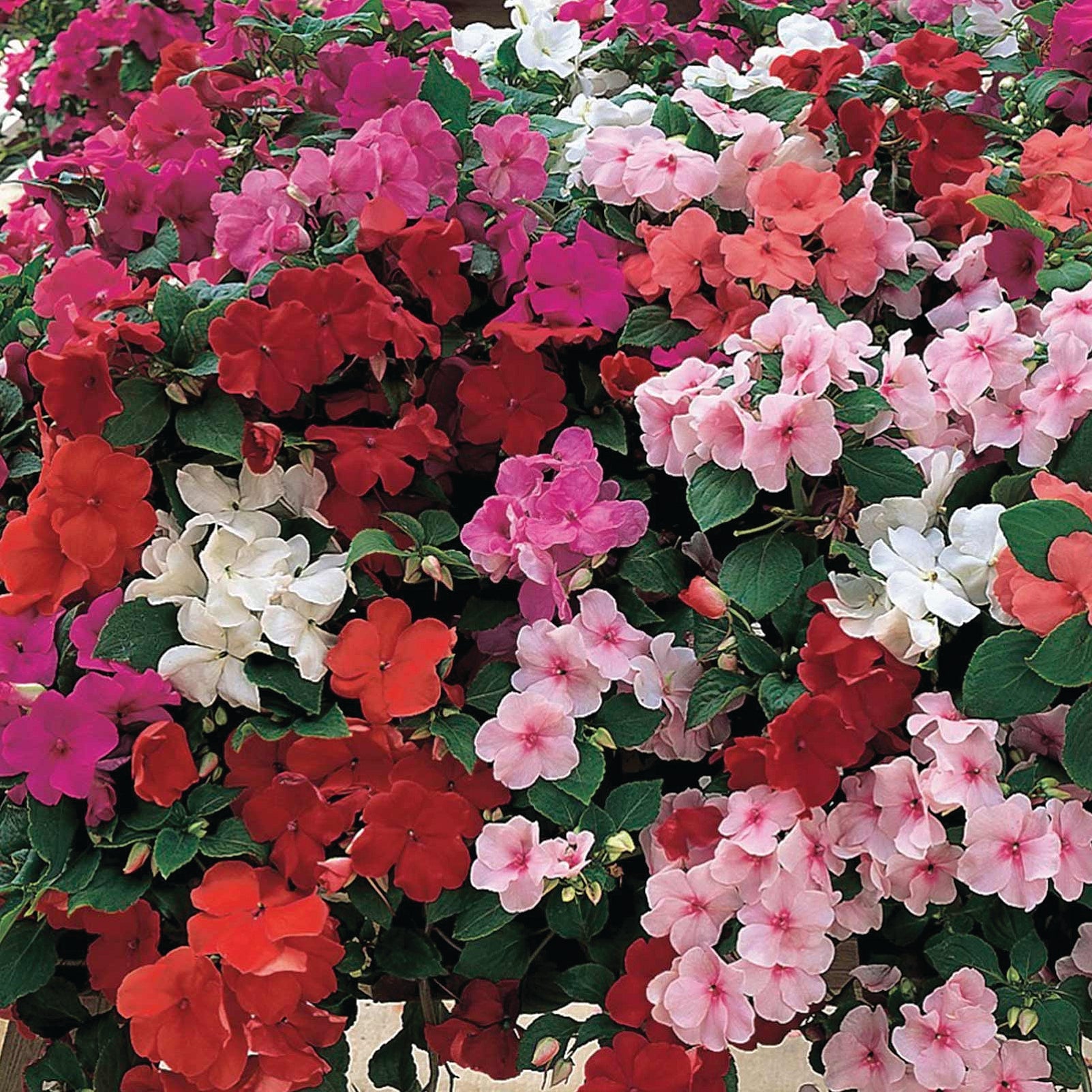 Impatiens Walleriana Premium Mix - B185A
